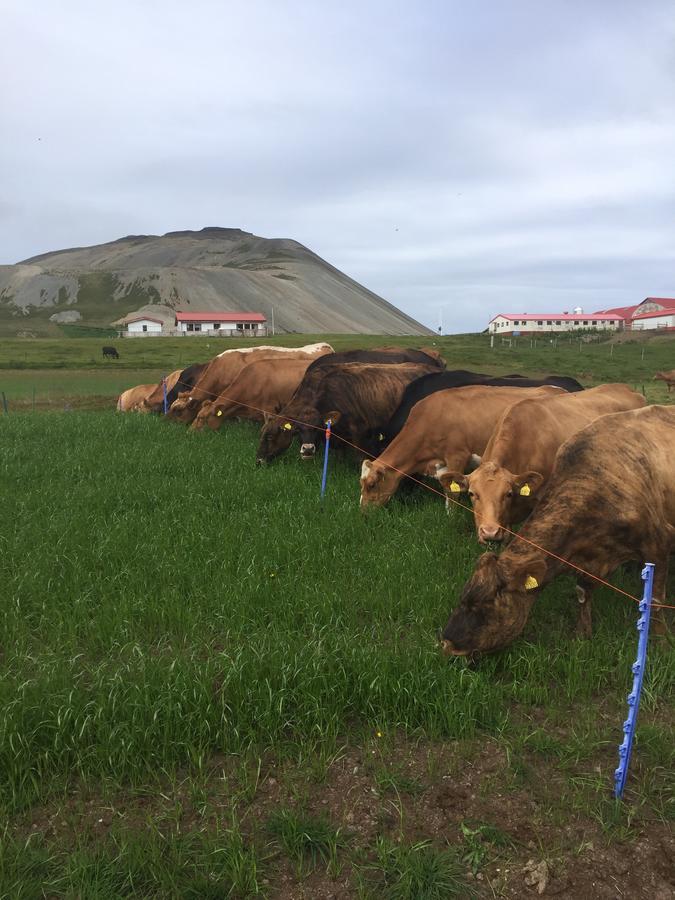 Eithi Farmhouse Grundarfjordur Kültér fotó